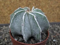Astrophytum Dinosaur X ornatum květináč 6,5 cm - 12412933