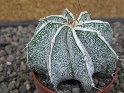 Astrophytum Dinosaur X ornatum květináč 6,5 cm - 12412934