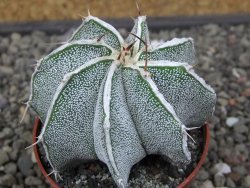 Astrophytum Dinosaur X ornatum květináč 6,5 cm - 12412935
