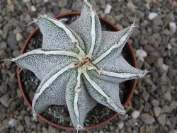 Astrophytum Dinosaur X ornatum květináč 6,5 cm - 12412936