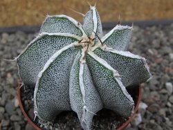 Astrophytum Dinosaur X ornatum květináč 6,5 cm - 12412937