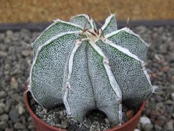 Astrophytum Dinosaur X ornatum květináč 6,5 cm - 12412938