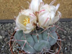 Thelocactus hexaedrophorus MH 133 La Perdida pot 10 cm