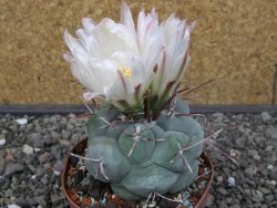 Thelocactus hexaedrophorus MH 133 La Perdida pot 9 cm - 12412946