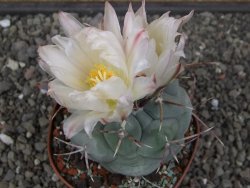 Thelocactus hexaedrophorus MH 133 La Perdida pot 9 cm - 12412947