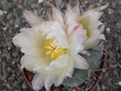 Thelocactus hexaedrophorus MH 133 La Perdida pot 9 cm - 12412948