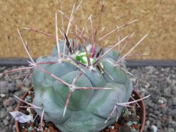 Thelocactus hexaedrophorus MH 133 La Perdida pot 9 cm - 12412952