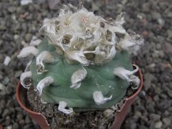 Lophophora difusa květináč 5,5 cm