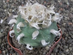 Lophophora difusa květináč 5,5 cm - 12412955