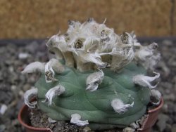 Lophophora difusa květináč 5,5 cm - 12412956