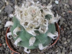Lophophora difusa květináč 5,5 cm - 12412957