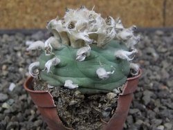 Lophophora difusa květináč 5,5 cm - 12412958
