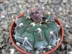 Gymnocalycium vatteri unguispinum, pot 5,5 cm