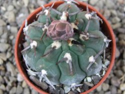 Gymnocalycium vatteri unguispinum, pot 5,5 cm - 12412960