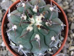 Gymnocalycium vatteri unguispinum, pot 5,5 cm - 12412961