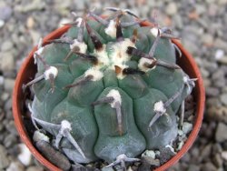 Gymnocalycium vatteri unguispinum, pot 5,5 cm - 12412962