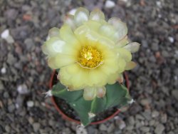Astrophytum ornatum hybrid pot 5,5 cm - 12412964