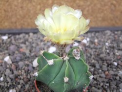 Astrophytum ornatum hybrid pot 5,5 cm - 12412965