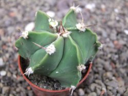 Astrophytum ornatum hybrid pot 5,5 cm - 12412966