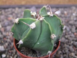 Astrophytum ornatum hybrid pot 5,5 cm - 12412967