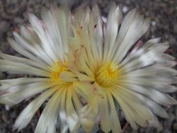 Astrophytum ornatum hybrid pot 5,5 cm - 12412969
