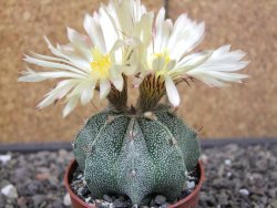 Astrophytum ornatum hybrid pot 5,5 cm - 12412970