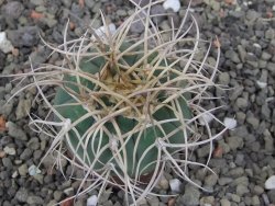 Gymnocalycium cardenasianum JO 193 květináč 5,5 cm - 12412975