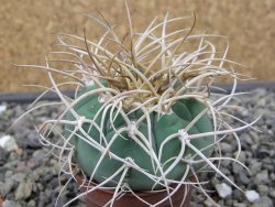 Gymnocalycium cardenasianum JO 193 květináč 5,5 cm - 12412977