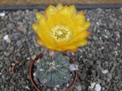 Acanthocalycium glaucum pot 5,5 cm