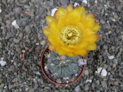 Acanthocalycium glaucum pot 5,5 cm - 12412983