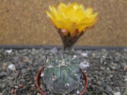 Acanthocalycium glaucum pot 5,5 cm - 12412984
