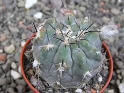 Acanthocalycium glaucum pot 5,5 cm - 12412985