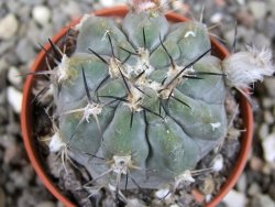 Acanthocalycium glaucum pot 5,5 cm - 12412986