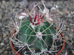 Echinocactus parryi Ciudad Juarez, pot 5,5 cm - 12412987
