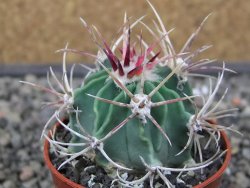 Echinocactus parryi Ciudad Juarez, pot 5,5 cm - 12412988