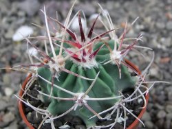 Echinocactus parryi Ciudad Juarez, pot 5,5 cm - 12412989