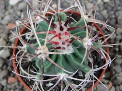 Echinocactus parryi Ciudad Juarez, pot 5,5 cm - 12412990