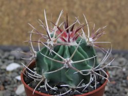 Echinocactus parryi Ciudad Juarez, pot 5,5 cm