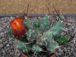 Tephrocactus rossianus aurantiaco flore pot 5,5 cm