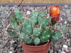 Tephrocactus rossianus aurantiaco flore pot 5,5 cm - 12412995