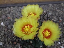 Astrophytum niveum nudum XL pot 8 cm - 12412998