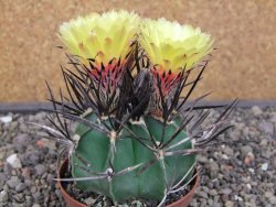 Astrophytum niveum nudum XL pot 8 cm - 12412999