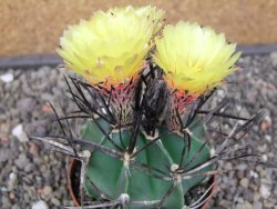 Astrophytum niveum nudum XL pot 8 cm - 12413000