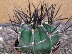 Astrophytum niveum nudum XL pot 8 cm - 12413003