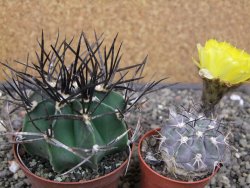 Astrophytum niveum nudum XL pot 8 cm - 12413005
