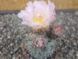 Tephrocactus geometricus květináč 5,5 cm - 12413006