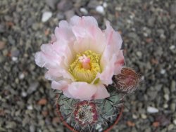 Tephrocactus geometricus květináč 5,5 cm