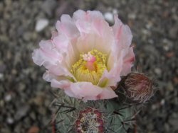 Tephrocactus geometricus květináč 5,5 cm - 12413008