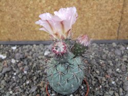 Tephrocactus geometricus květináč 5,5 cm - 12413009