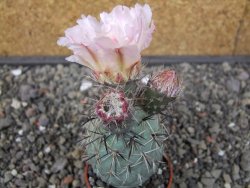 Tephrocactus geometricus květináč 5,5 cm - 12413010